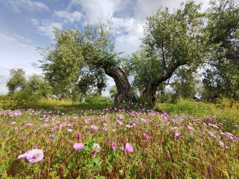 Olivares vivos contra las consecuencias del cambio climático