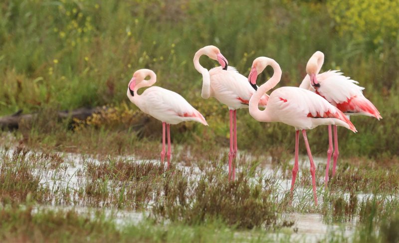 Presión europea para salvar Doñana