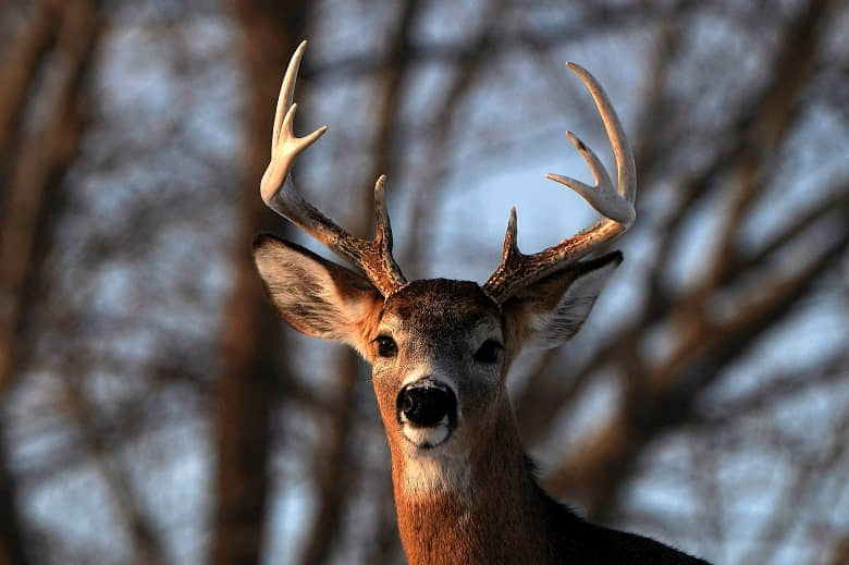 Prevenir enfermedades derivadas de epizootias