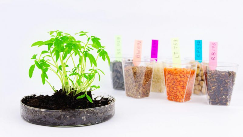 Privatización de semillas y material vegetal sin precedentes