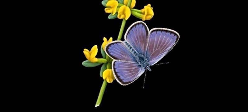 Recuperan por primera vez el genoma de Xerces Blue