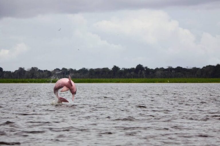 Salvando a los delfines del Amazonas