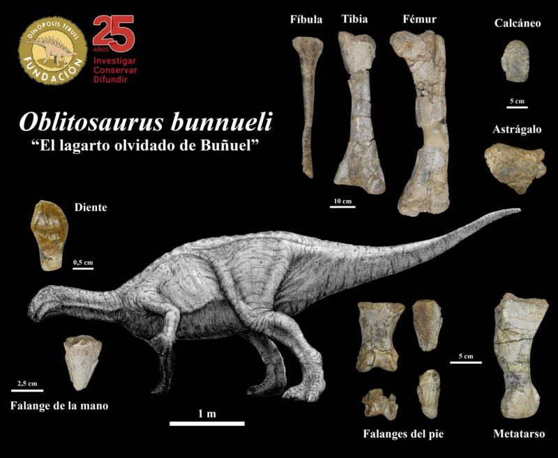Teruel: El mayor dinosaurio ornitópodo del Jurásico de Europa