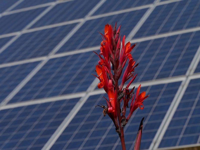 Indemnizaciones de las renovables: solo para los extranjeros