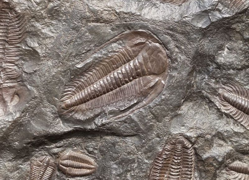 Nueva luz sobre la evolución de los animales