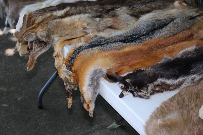 ¿Qué es la ICE Fur Free Europa o por una Europa sin pieles?