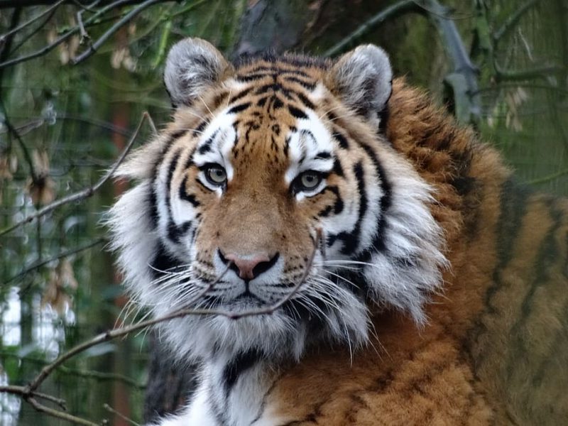 Día Internacional del Tigre 2023