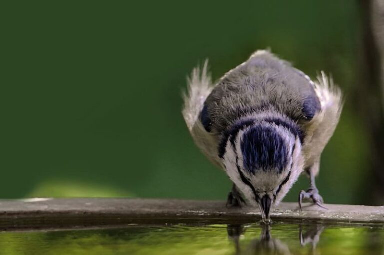 El calor y las aves: sus estrategias y cómo ayudarlas