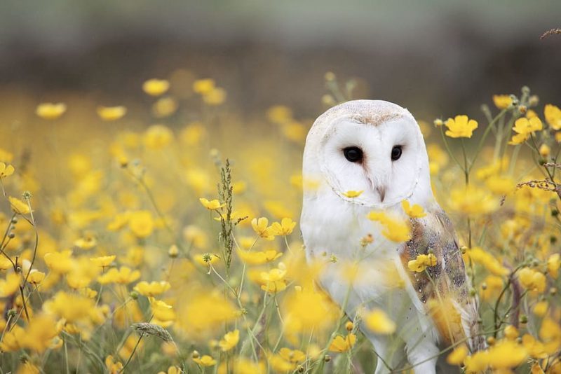 En julio el PE votará 2 leyes fundamentales para la naturaleza