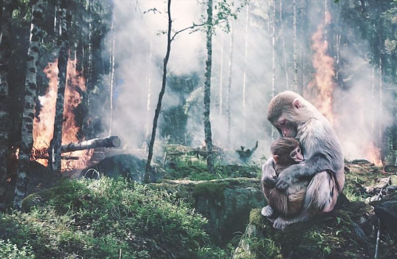 Los grandes incendios fuerzan la evolución de los animales