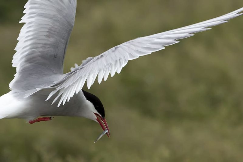 Los charranes árticos podrían sortear el cambio climático