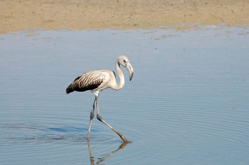 Llamada nacional e internacional por Doñana