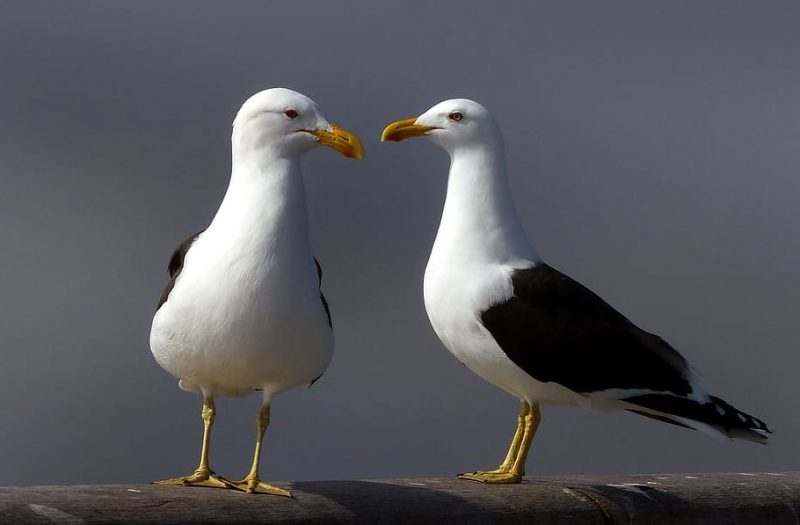 Estudios comparativos de las gaviotas