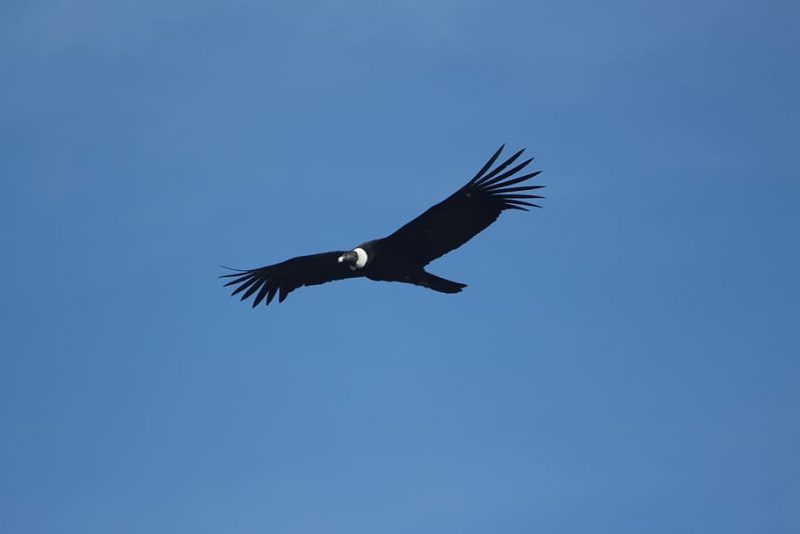 Día Mundial del Cóndor 2023