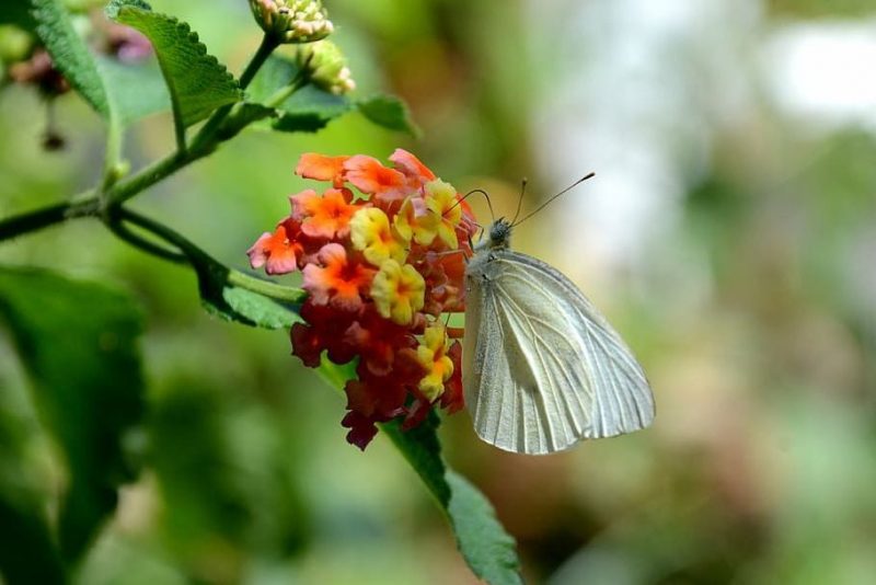 Las mariposas dan cátedra de adaptación al clima cambiante