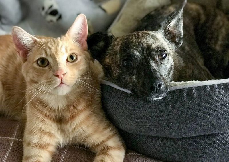 Agenda animal #23J: porque ellos no votan, pero cuentan