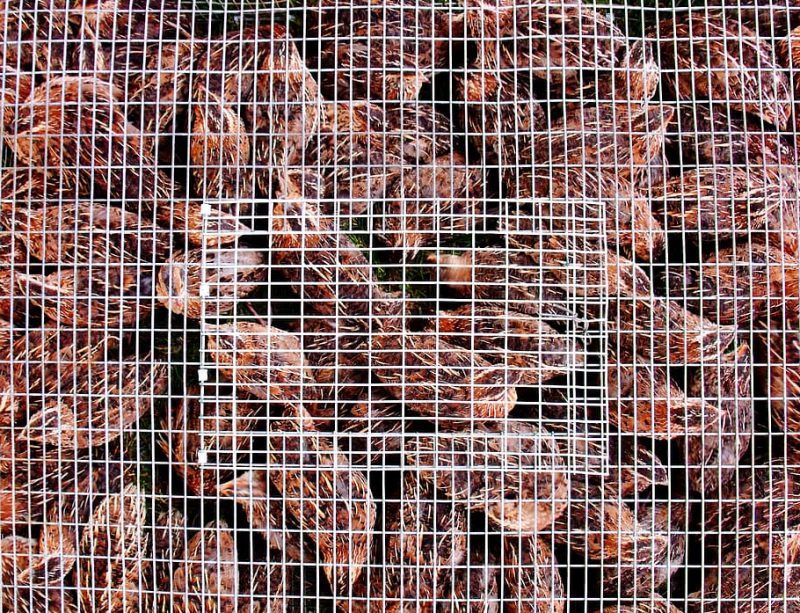 chick penned caged chicken e1688561444544