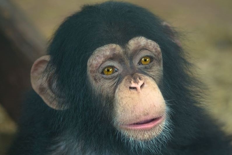 Día Mundial del Chimpancé 2023