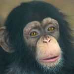 Día Mundial del Chimpancé 2023