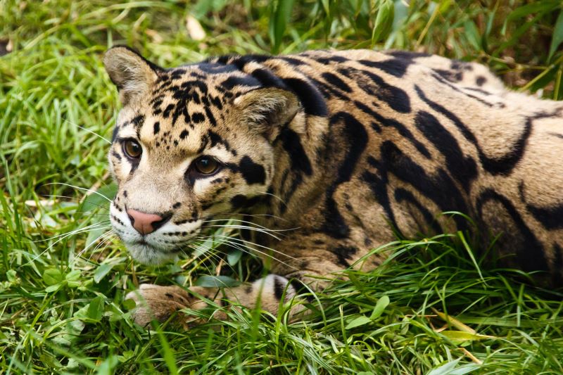 Día Internacional del Leopardo Nublado 2023