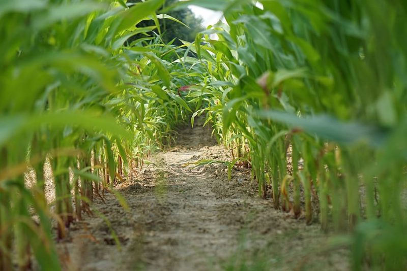 Como controlar plagas y potenciar las cosechas