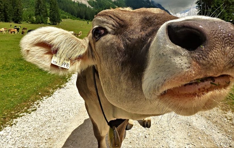 cow beef herd animal pasture e1690557967404