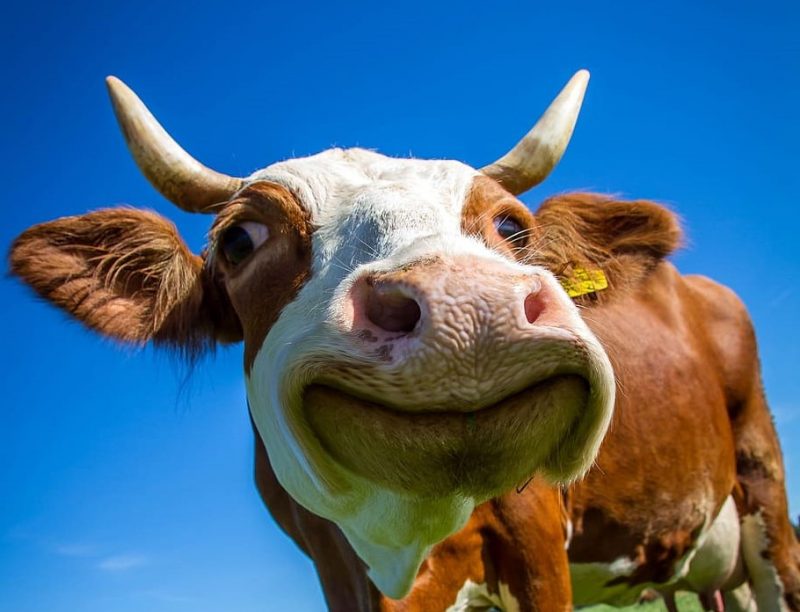 TLC UE-Nueva Zelanda incluye condiciones de bienestar animal