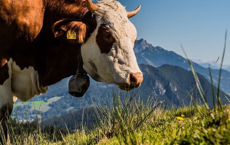 Un alga combate el metano de los excrementos del ganado