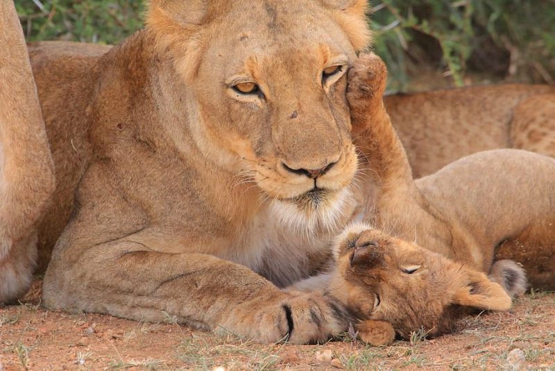 Peligros ecosistémicos del comercio mundial de vida silvestre