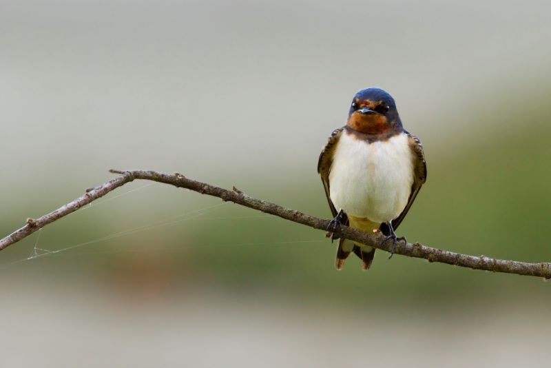 Evidentes cambios fenológicos en las aves por el cambio climático