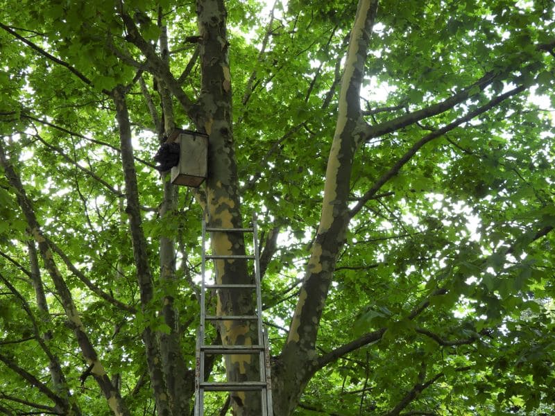 Novedosa investigación sobre la migración del autillo europeo