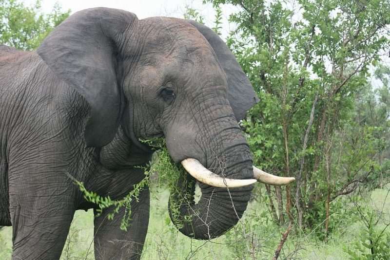 ¿Qué eligen para cenar los elefantes?