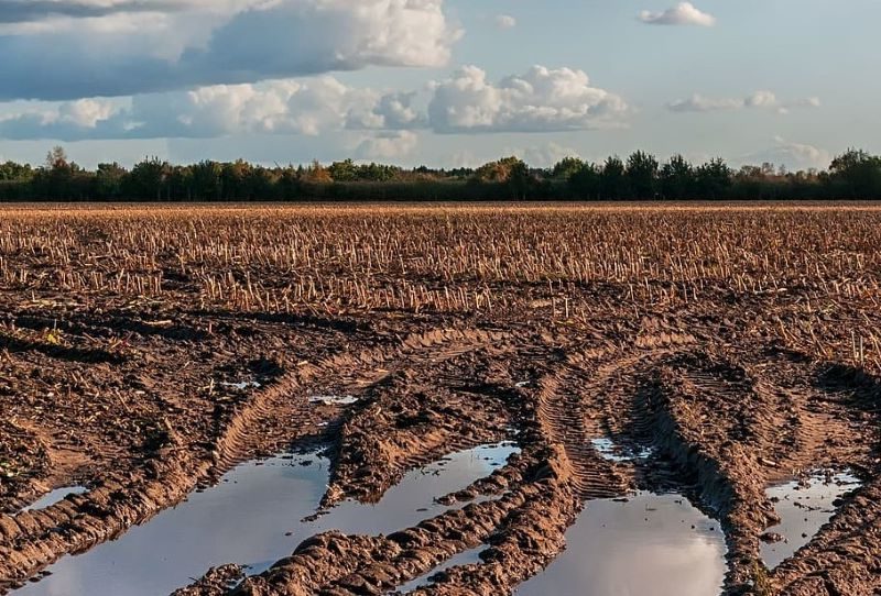 CE: proteger los recursos naturales vegetales y los suelos