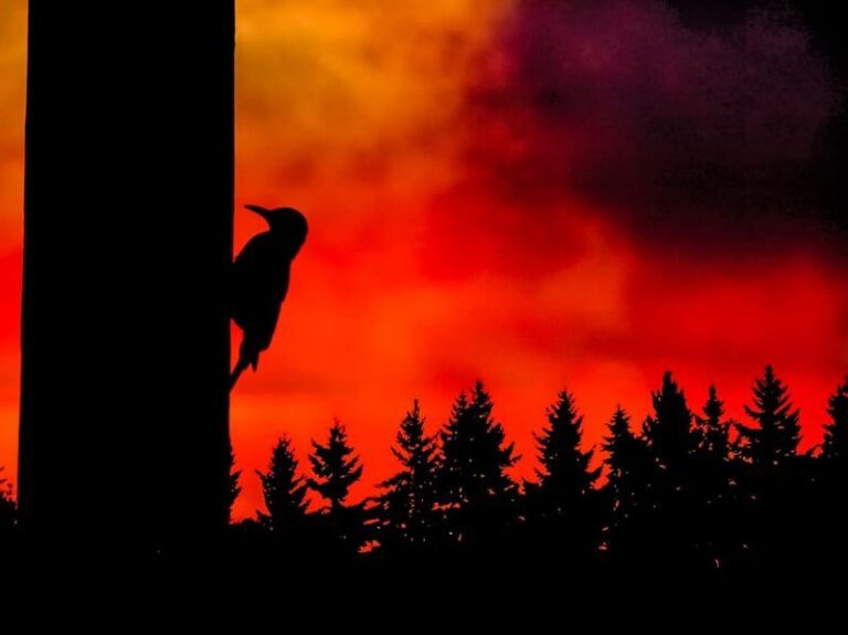 Informe sobre incendios forestales 2023: extremos e inapagables