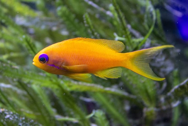 ¿Cómo colonizaron el mundo los pastos marinos?