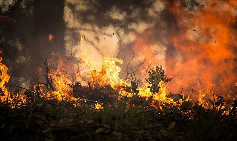 Los incendios en las Canarias ponen en jaque a la biodiversidad
