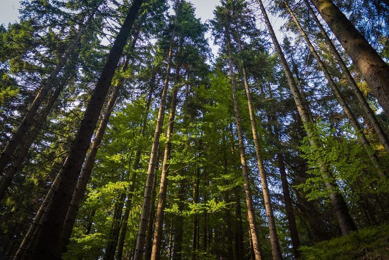 Secretos de gigantes: los árboles más altos superan las sequías