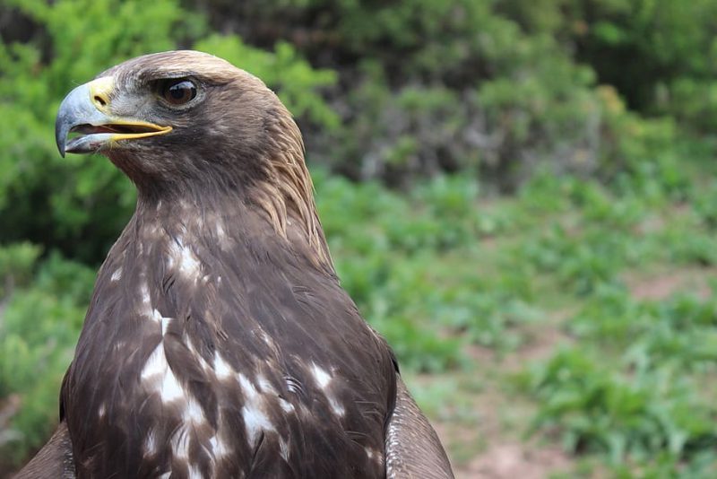 GREFA y TotalEnergies colaboran para salvar a la fauna salvaje