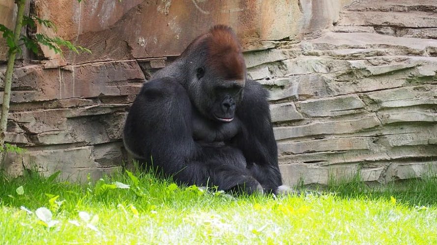 Los animales del mundo aborrecen