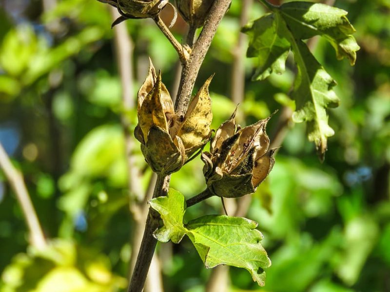 ChatGPT subestima la urgencia climática en estudio sobre plantas