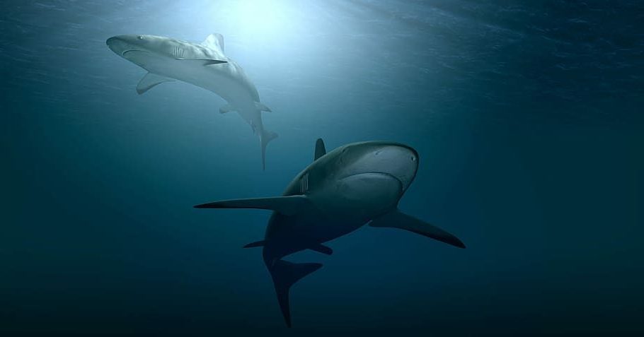 Día Internacional de la Conciencia por los Tiburones 2023