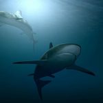 Día Internacional de la Conciencia por los Tiburones 2023