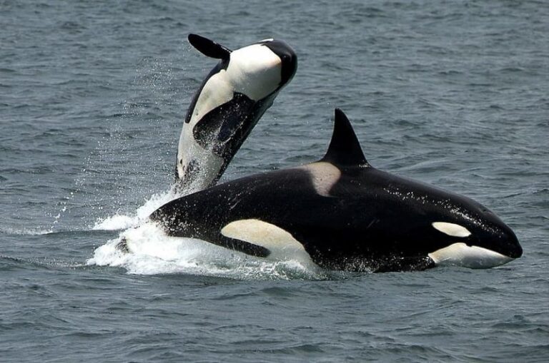 Día Mundial de las Orcas 2023