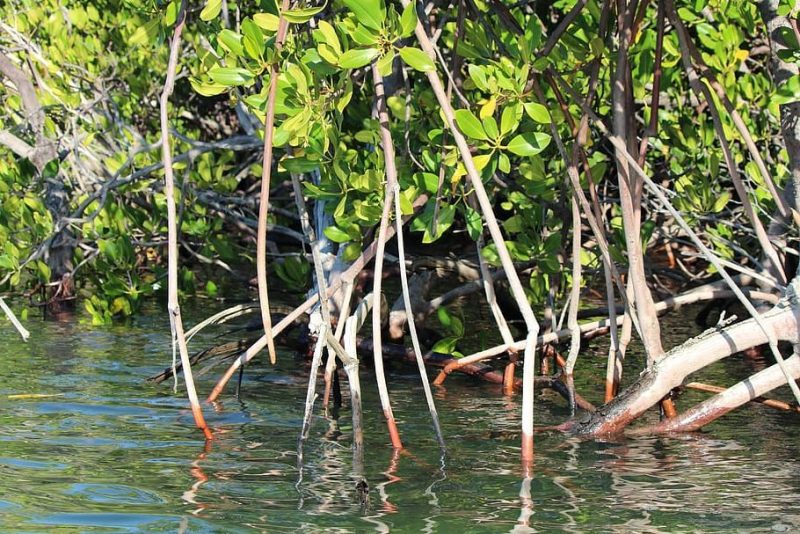 Qué son los manglares