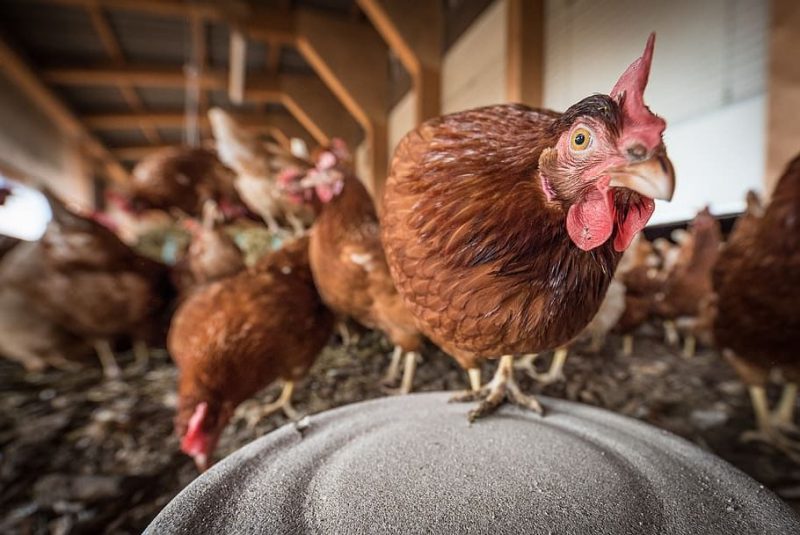 Nueva revisión de las normas sobre emisiones de la industria