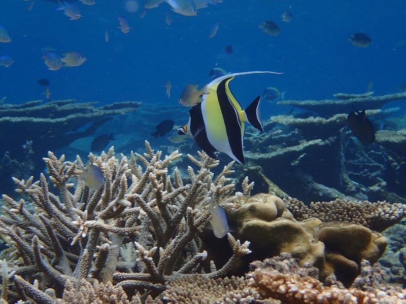 Contra el calentamiento global es crucial restaurar los arrecifes