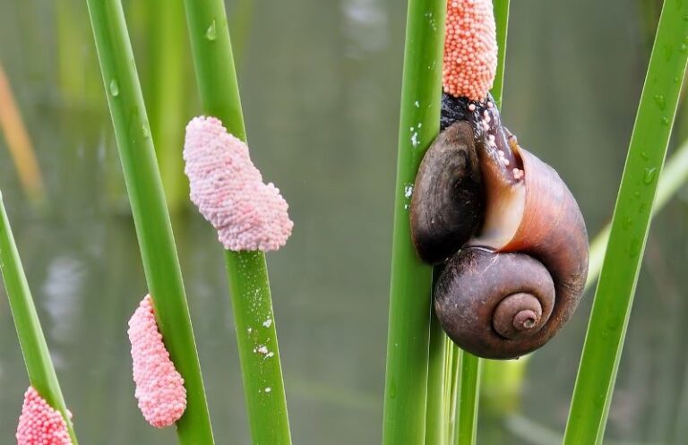 Un caracol amenaza la seguridad alimentaria de Kenia
