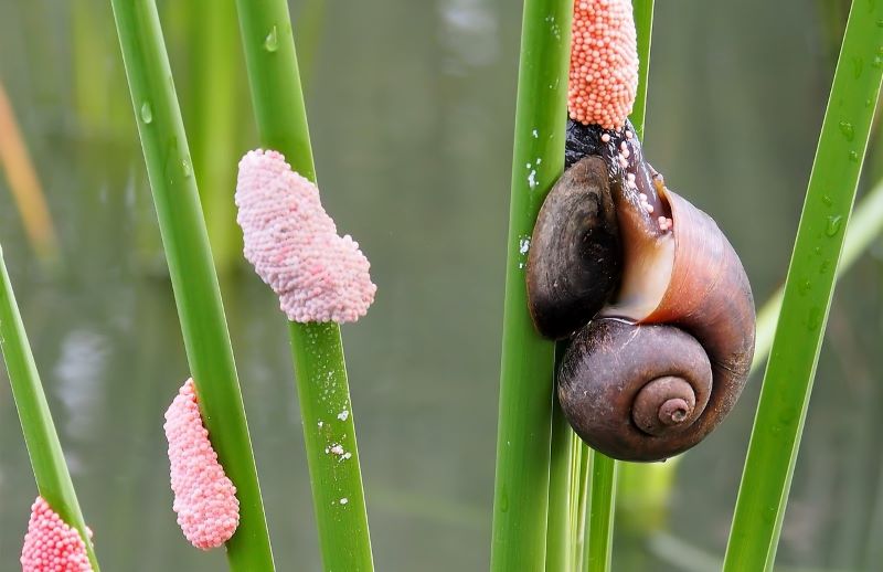 Un caracol amenaza la seguridad alimentaria de Kenia