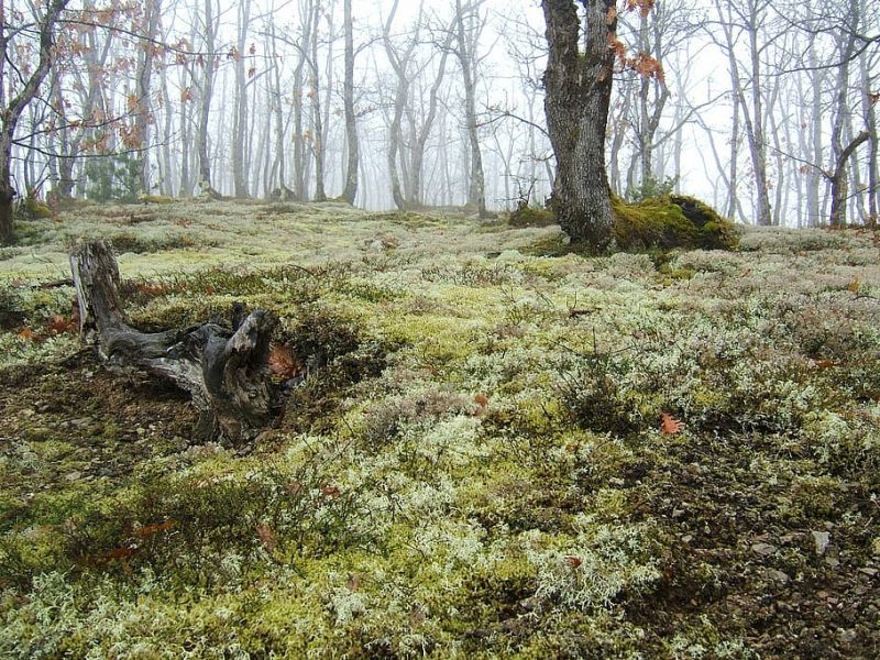 La gestión de los bosques no es nada nuevo