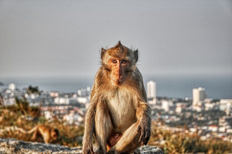 Día Mundial de la Zoonosis 2023